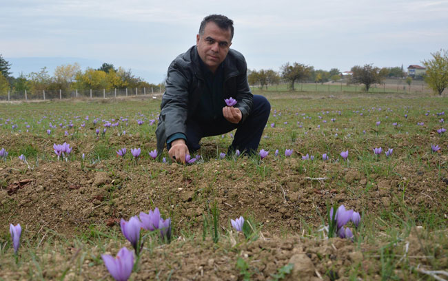 SAFRANBOLU BELEDİYE BAŞKANI AKSOY, YABANCI ÖĞRENCİLERLE SAFRAN TOPLADI