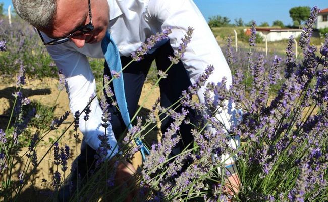 SAFRANBOLU’DA PROTOKOL ÜYELERİ LAVANTA HASADI YAPTI