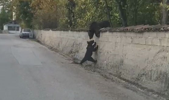 AYI VE YAVRUSU ŞEHRE İNDİ,BELGESELLERİ ARATMAYAN GÖRÜNTÜLER…