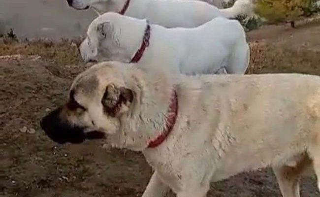 2 KÖPEĞİ AV TÜFEĞİ İLE ÖLDÜRDÜ, HAKKINDA ADLİ İŞLEM BAŞLATILDI