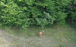 EFLANİ’DE YABAN HAYATI FOTOKAPANA YANSIDI