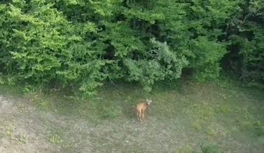 EFLANİ’DE YABAN HAYATI FOTOKAPANA YANSIDI