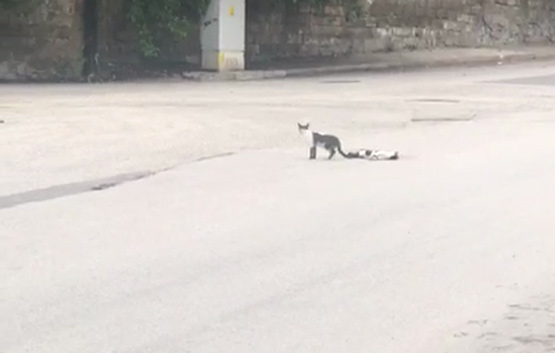 ÖLEN ANNESİNİN BAŞINDAN AYRILMAYAN KEDİ KAMERADA