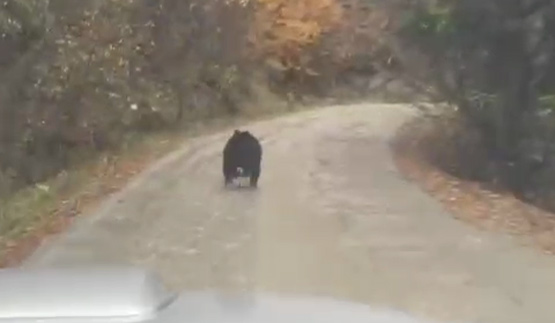 BAŞKANIN ÖNÜNE ÇIKAN AYI KAMERADA