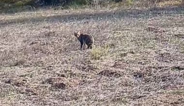 YABAN KEDİSİ VE KARACA KAMERADA