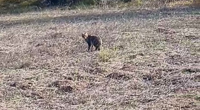 YABAN KEDİSİ VE KARACA KAMERADA