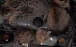 OTOMOBİLİNİN MOTORUNDAKİ 4 KEDİYE YAKLAŞIMIYLA YÜREKLERİ ISITTI